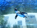 東京5大水族館～魅力がわかる5つのポイント