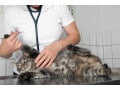 猫を迎えたらペット保険に加入するのは、いつが最適？