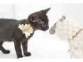 猫を飼えない人は「猫ロボット」で解決！かかるお金とメリットとは？