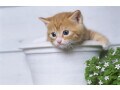 ペットの世話は介護サービスの適用になるの？ 介護保険外サービスとの違いとは