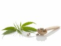 報道にも誤り？「大麻草の種子は大麻取締法の規制対象外」は間違い