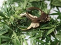 麻薬特例法とは？ 大麻取締法との違いをわかりやすく解説