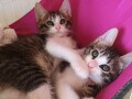 保護猫団体のサポートを受けながら野良猫の保護をした場合に、かかるお金はいくら？