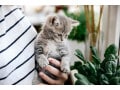 猫を飼っている高齢のおひとりさま「2つのもしも？」に備えるには？