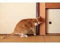 シニア家計に占めるペットにかける費用の目安はどのくらい？