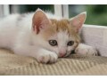 考えたくないけど、もし、愛猫とお別れすることになったら、かかる費用はいくら？