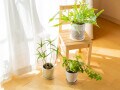 お金持ちになるために活用できる「バグア風水」って？