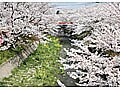 名古屋発お花見～愛知・桜の名所100選