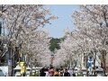 桜の季節におすすめ！ 鎌倉の人気観光名所を1日で巡るモデルコース