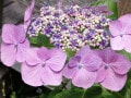梅雨に咲く「アジサイ（紫陽花）」を鮮やかに撮るポイント【カメラマンが解説】 