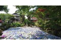絶景…あじさいが池を埋め尽くす「水中華」は息をのむほどの美しさ！ 雨引観音・あじさい祭の見どころ