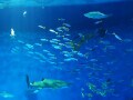 水族館での撮影で失敗しない！ 水槽の生き物をきれいに撮る方法【スマホカメラでもOK】