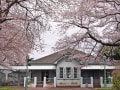 横浜・山手公園でしっとりとお花見を