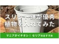 100均セリアの「スリット鉢」は100円でシンプルにおしゃれ！サイズ感と使い方