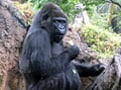 あなたの携帯電話で、ゴリラを救うのだ！