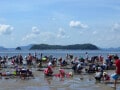 Q.潮干狩りの貝は危険って本当？ アサリにも毒があると聞いて心配です