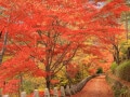 近畿地方（京都以外）で人気の紅葉スポットランキング！ 2位は「吉野山」、1位は？【専門家の解説も】