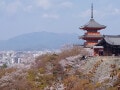 京都の桜、どこが正解？ “名所のプロ”が本気で推す「一生に一度は見たい」春の絶景3選【2026年最新】