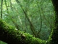 屋久島3泊12万円旅「縄文杉より弥生杉コースが体力的にぴったりだった」64歳女性