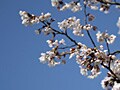 桜を撮影してみよう