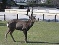 ｢鹿男あをによし｣の舞台、奈良の旅のススメ