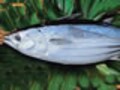 一本まるごとお料理しましょう　初カツオを楽しむ