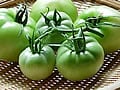 旬のトマトを丸かじり　グリーントマトは初恋の味！