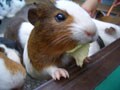 下町のテーマパーク　あらかわ遊園