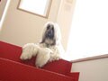 今年の干支にちなんで犬のスラングを覚えよう