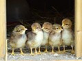 憶病な草食系男子に"You, chicken!"