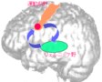 英語脳を科学する－図解・英語脳のつくり方