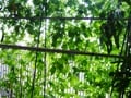 S夫人・循環するベランダ