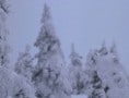 ターシャのクリスマス