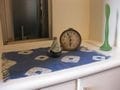 玄関をシンプルに