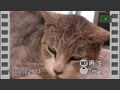 Xactiライブラリで映像再生