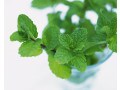 ミントの地植えには注意！育て方・管理