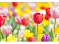 チューリップの花が咲き終わった後の茎の切り方・球根類の処理方法