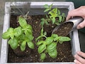 その2 プロの技を活かした植え付け方法