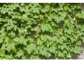 グリーンカーテン（緑のカーテン）どの植物が効果的？