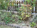 宿根草の冬支度