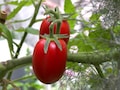 ベランダで野菜を育てるコツ