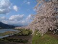 春の遅い角館で桜並木を楽しもう／秋田