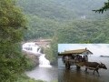 西表島で秘境の滝探索！水牛車で海を渡って由布島へ