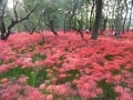 巾着田の曼珠沙華・コスモスの開花見頃やアクセス【2022年】