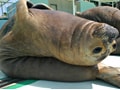 名古屋から行ける面白水族館