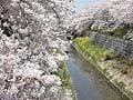 名古屋のお花見　速報！今年の開花予測