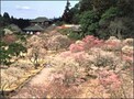 かぐわしい香りに誘われて水戸の梅まつりへ