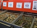 期待以上の贅沢！バンクーバーのシーフード