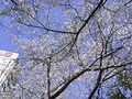 花見情報第一弾！目黒で桜と仏像を楽しむ