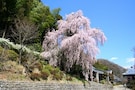 まだ間に合う、東京の奥座敷青梅でお花見